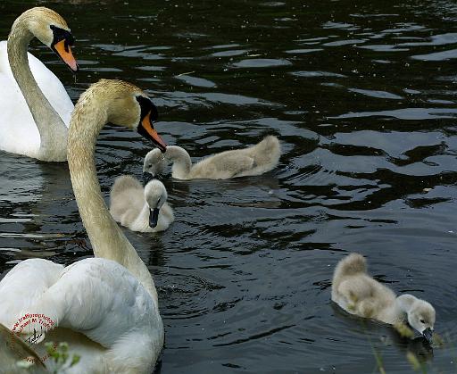 Mute Swan 9R054D-121.JPG
